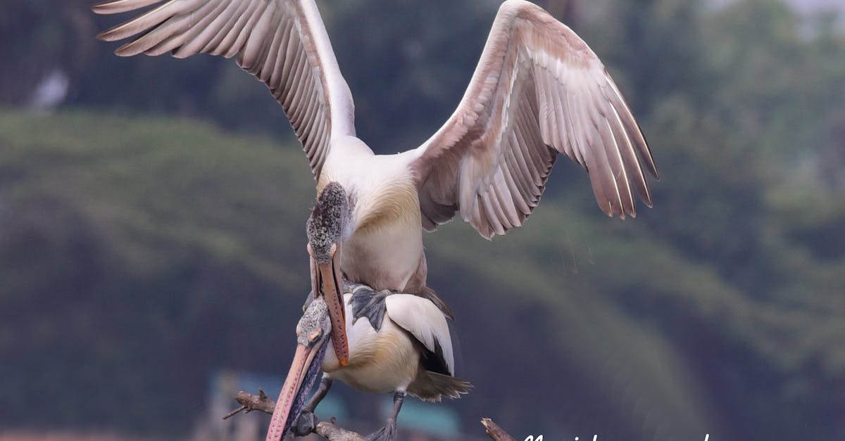 Free stock photo of pelicans enjoyment