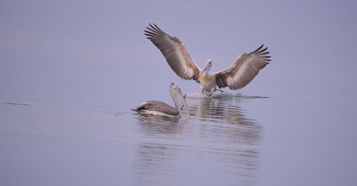 Free stock photo of pelican landing
