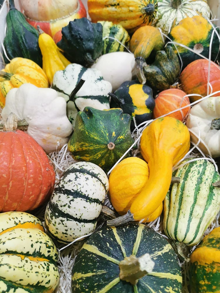 Pumpkins And Gourds 