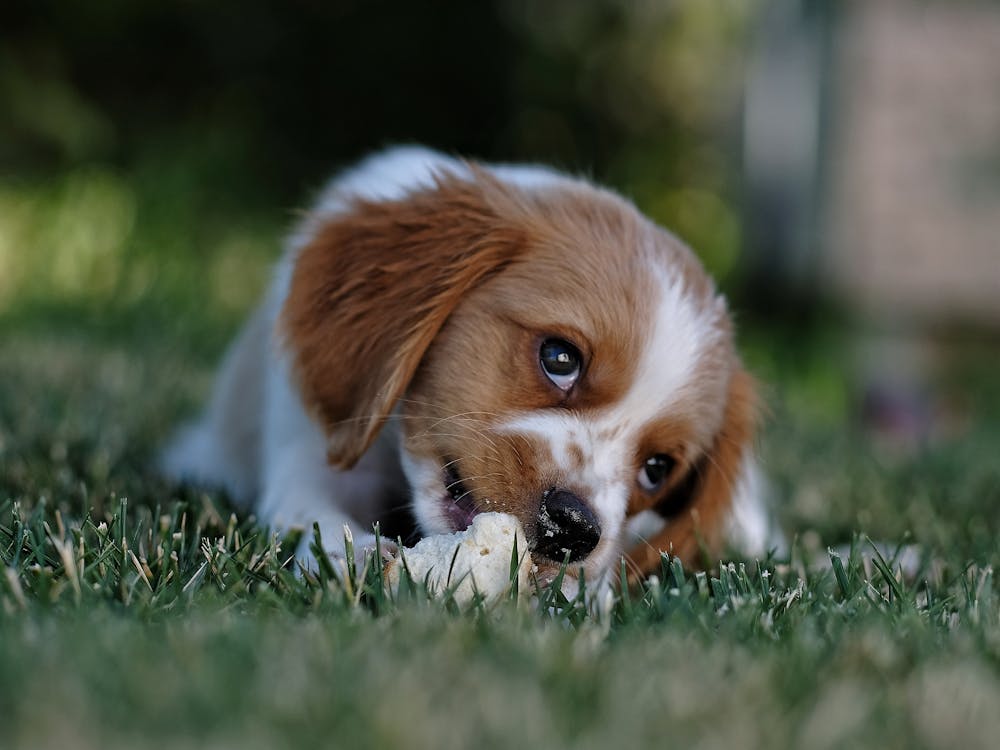 Cute puppy Laying on the grass