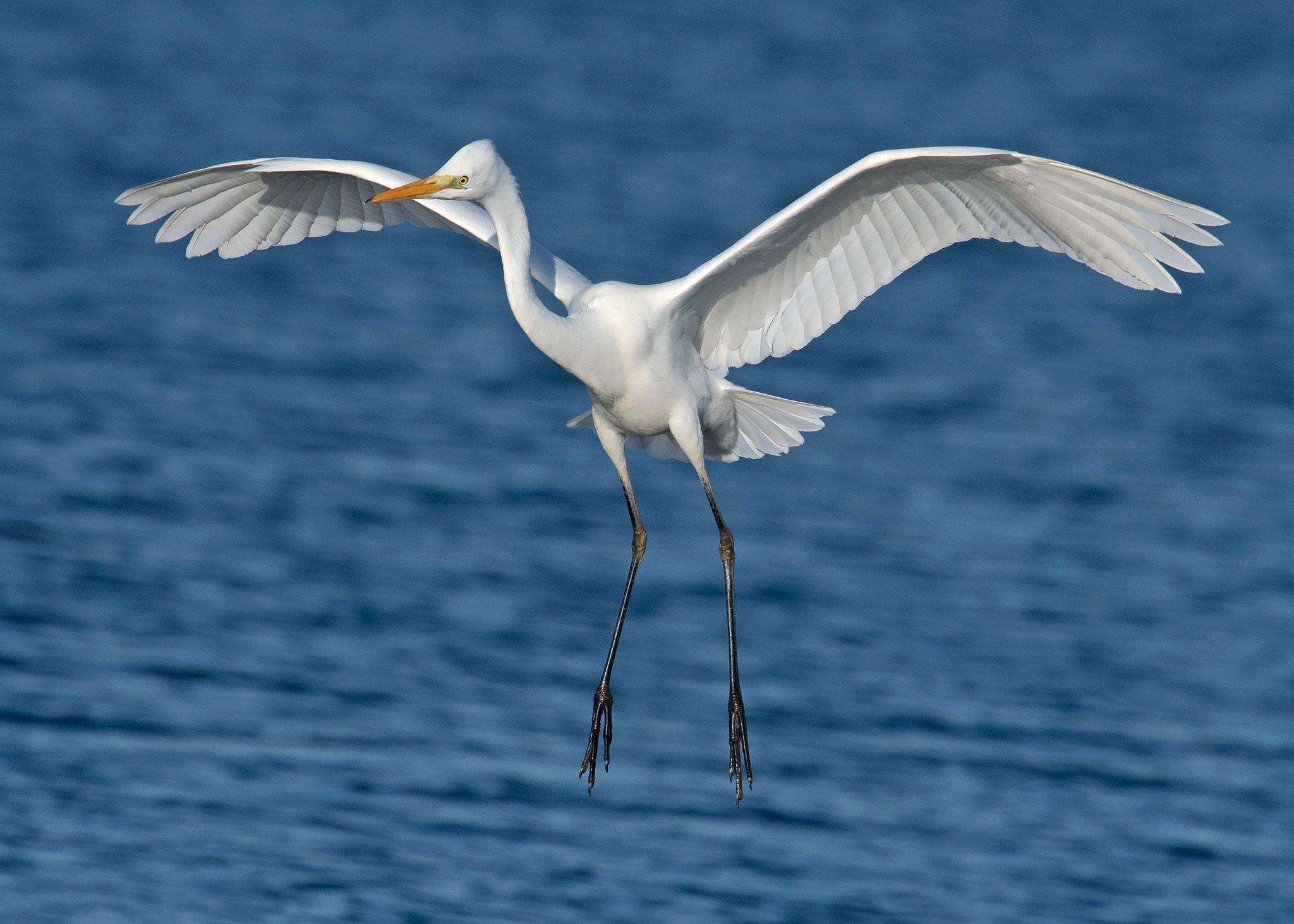 pexels-photo-672250.jpeg?cs=srgbu0026dl=animal-animal-photography-avian-672250.jpgu0026fm=jpg