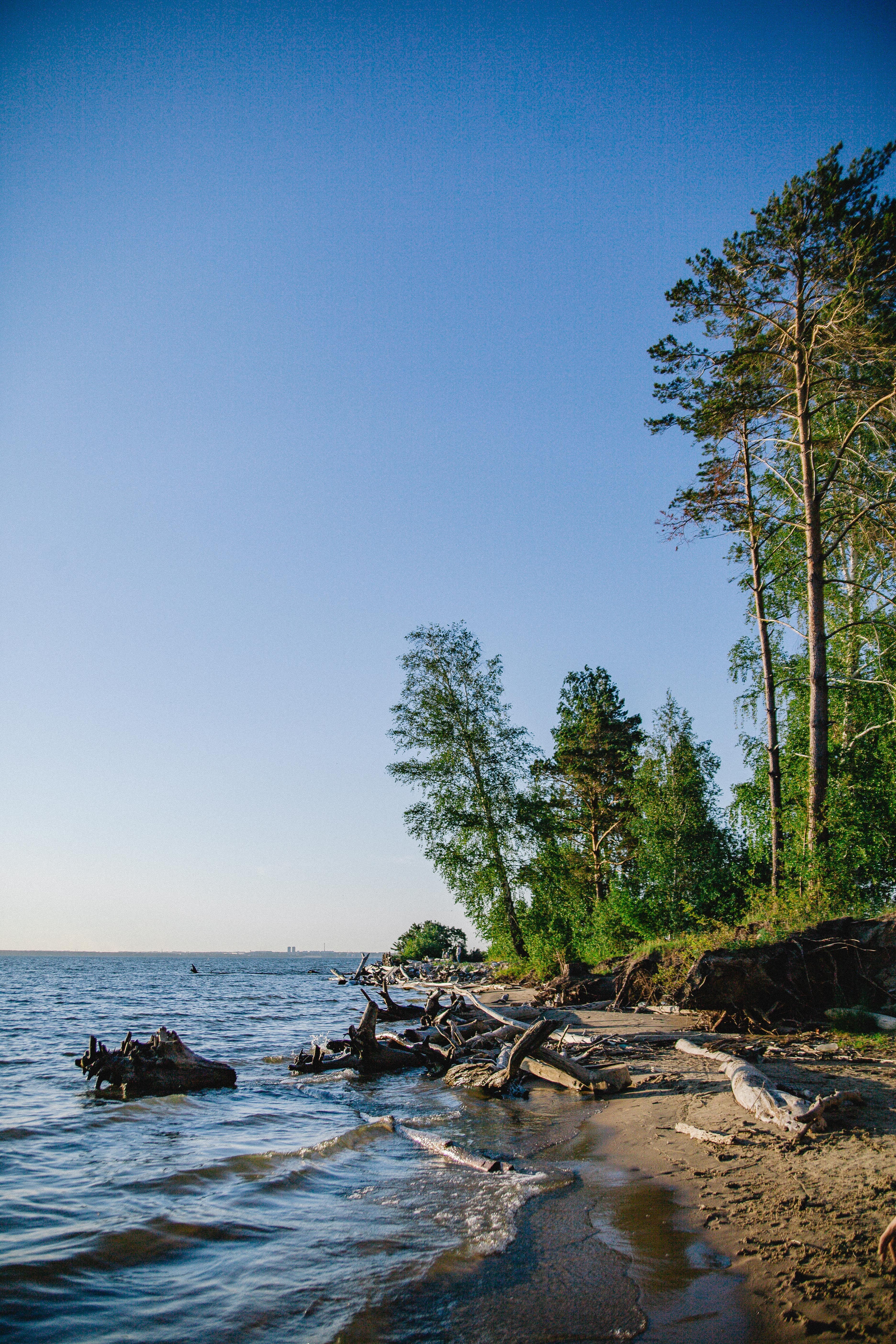 A Green Trees Near the Body of Water Under the Blue Sky · Free Stock Photo