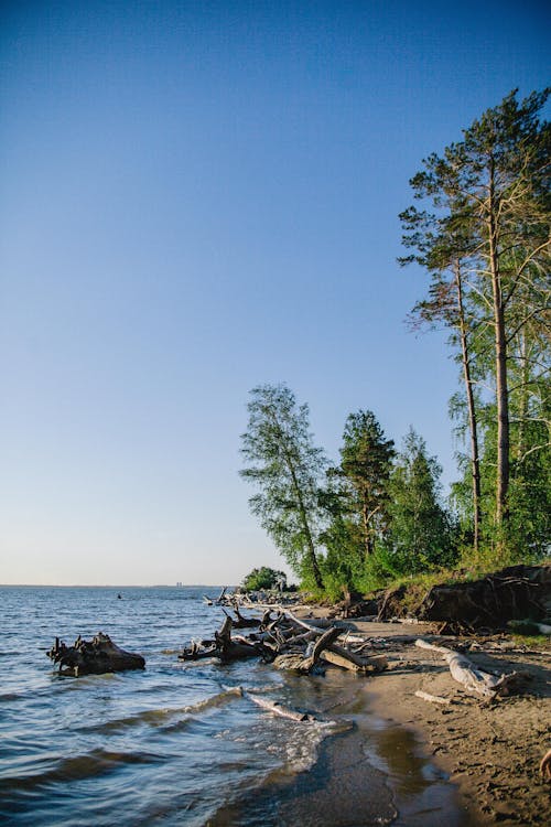 A Green Trees Near the Body of Water Under the Blue Sky