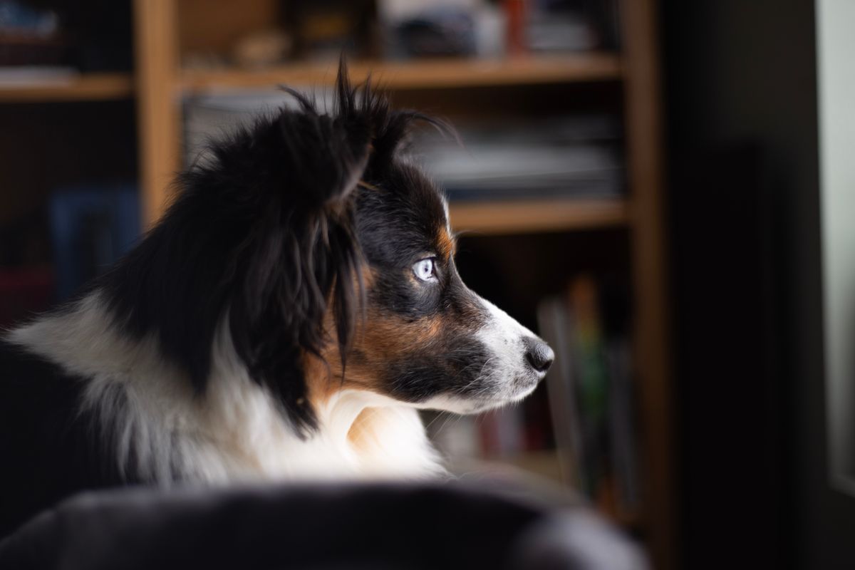 Border Collie chiot : conseils pour l’accueillir chez vous - Éduquer et socialiser votre Border Collie dès son plus jeune âge