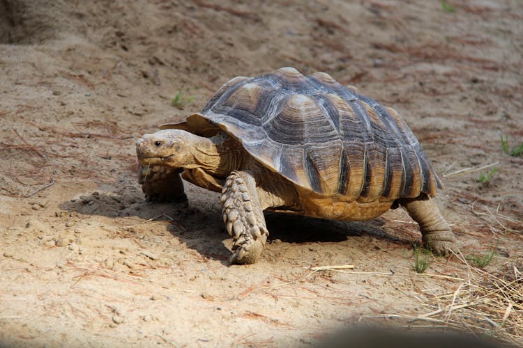 Turtle Walking On Sand 