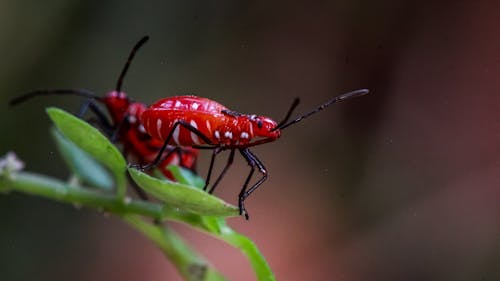 Бесплатное стоковое фото с беспозвоночный, глубина резкости, жуки