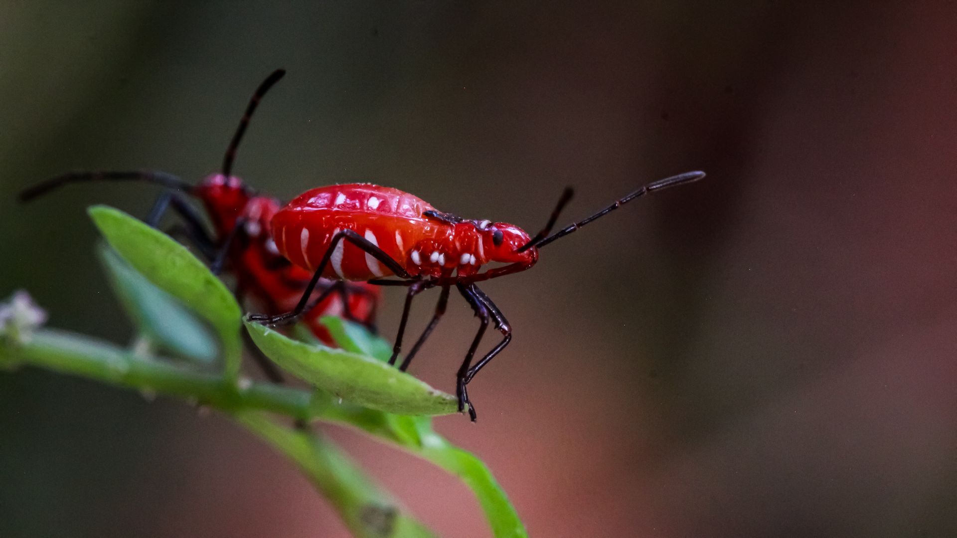 Detailed close-up of a vibrant red bug perched on a green leaf with blurred background.