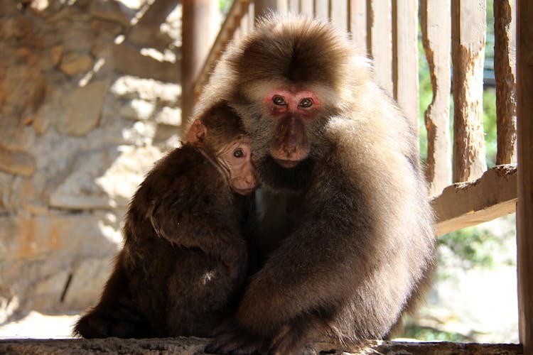 Mother And Baby Monkey