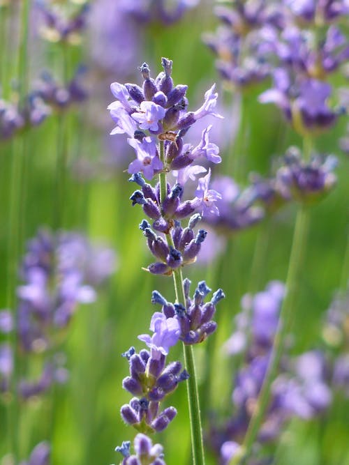 Geschlossenes Foto Der Violetten Blume