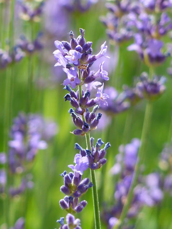 Kostenlos Geschlossenes Foto Der Violetten Blume Stock-Foto