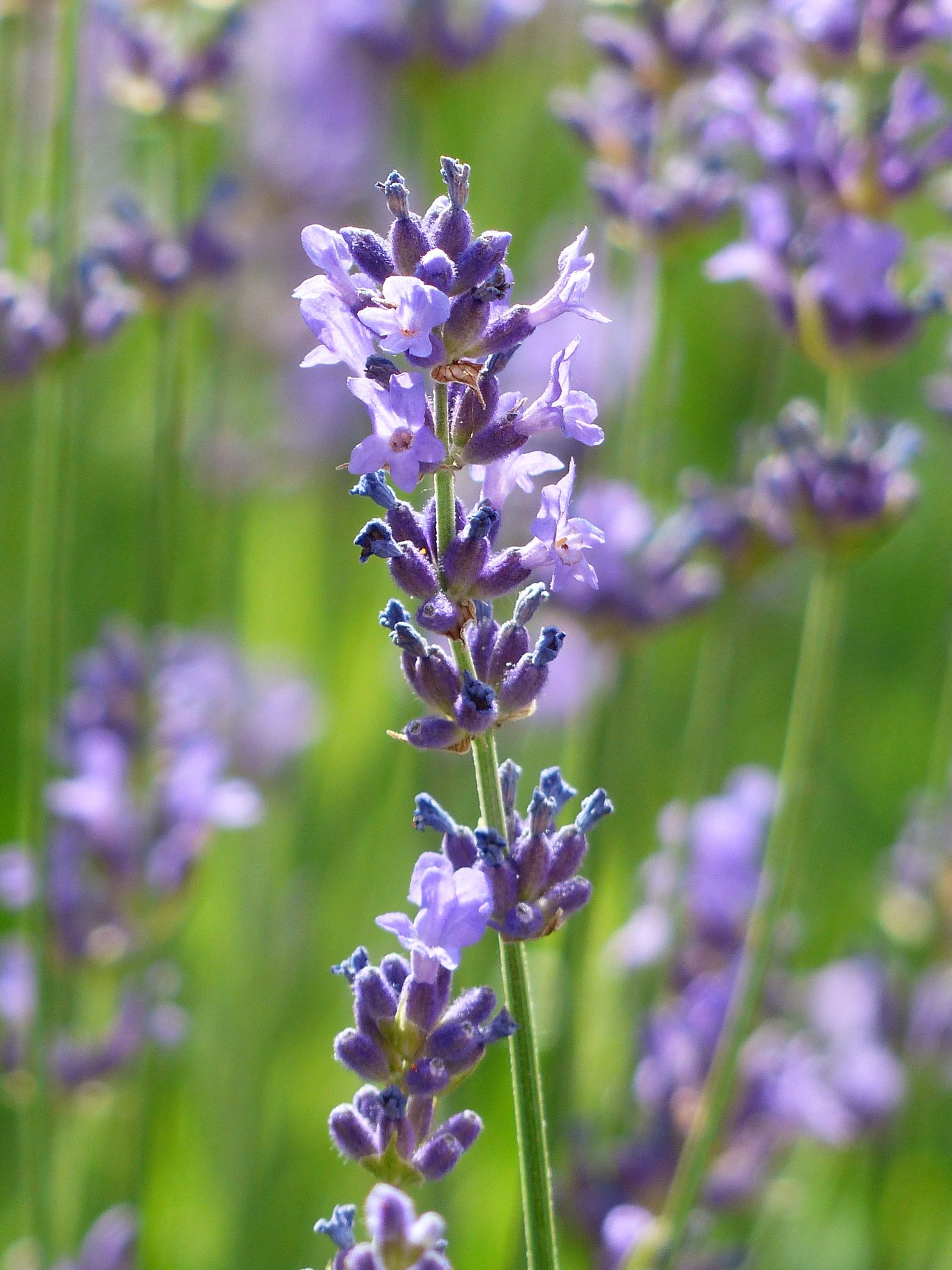 Close-up of Purple Lavender Flowers · Free Stock Photo