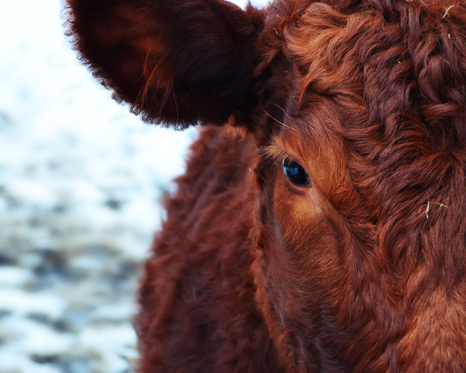 Close-up view of a brown cow's face showcasing its fur and eye detail in a rural farm setting.