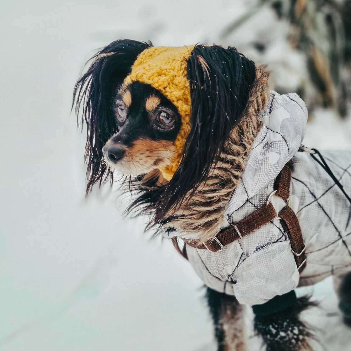 Small dog wearing a warm winter coat outdoors