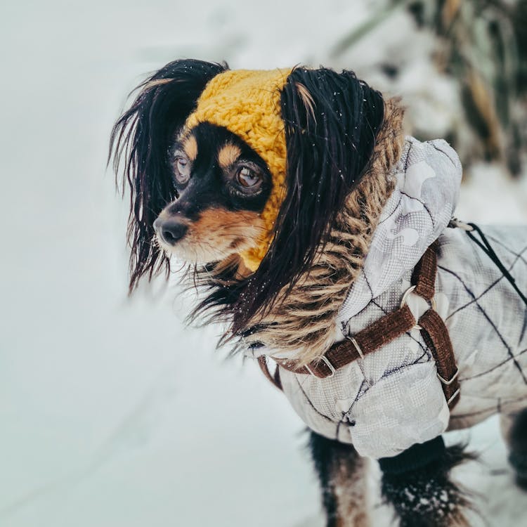 A Dog Wearing A Winter Coat