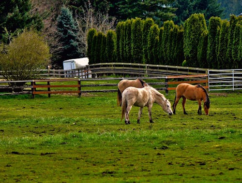 alan, atlar, Çiftlik hayvanları içeren Ücretsiz stok fotoğraf