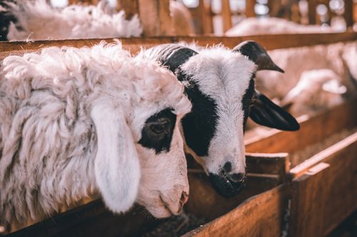 Free Two goats in a barn feeding, showcasing livestock behavior and farm life. Stock Photo