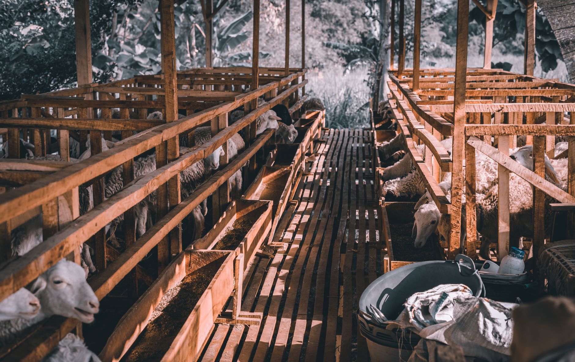 A rustic wooden goat enclosure filled with goats feeding on a sunny day.