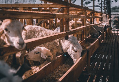 Sheep in a Barn