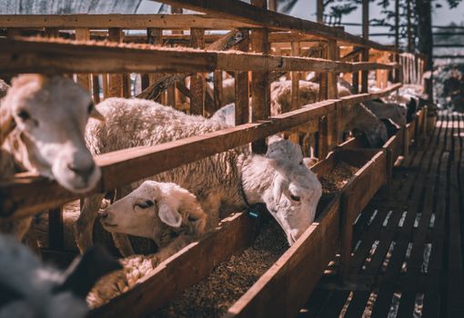 Sheep in a rural wooden enclosure feeding on grains under sunlit farm setting.