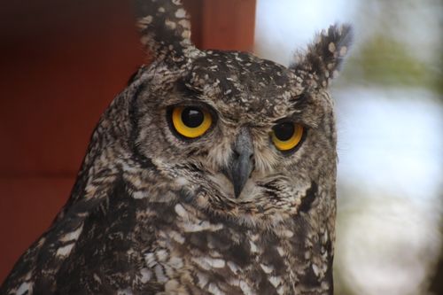 Free Vivid close-up of a great horned owl (Bubo virginianus) with piercing yellow eyes. Stock Photo