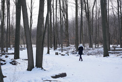 무료 감기, 걷고 있는, 겨울의 무료 스톡 사진