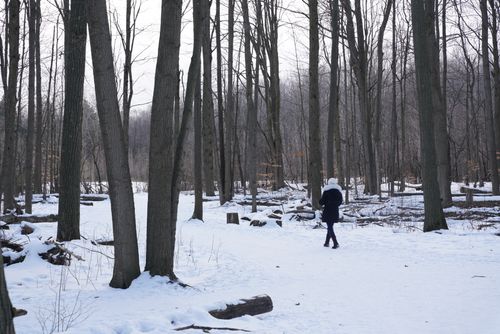 Free A person wearing winter clothing walks through a snow-covered forest during winter. Stock Photo