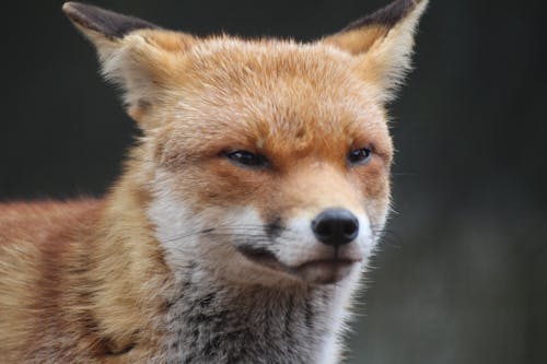 Close-Up Shot of a Fox