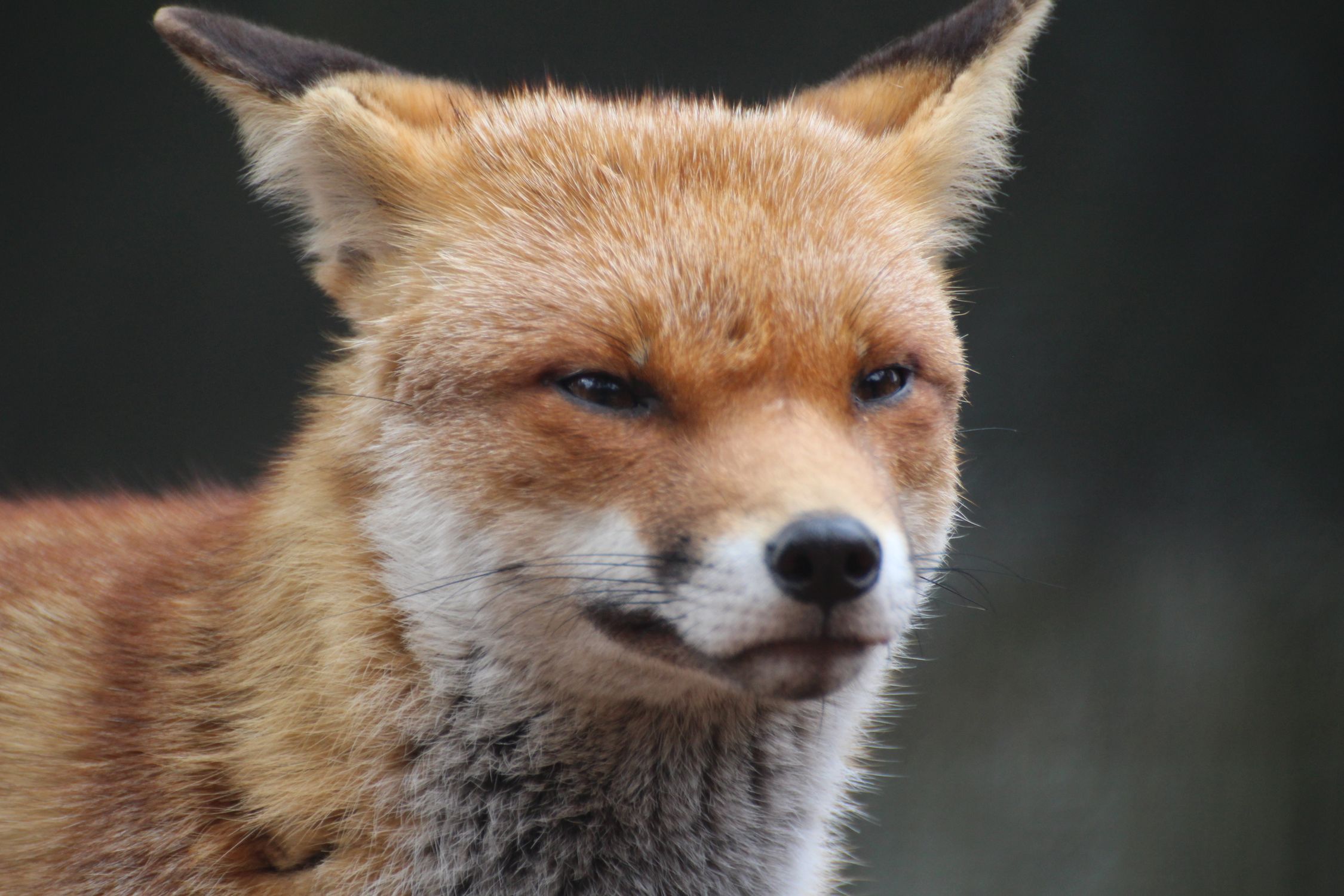 Close-Up Shot of a Fox · Free Stock Photo