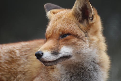 Free Close-Up Shot of a Fox Stock Photo