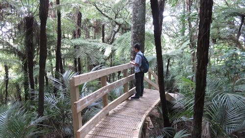 Человек на деревянном мосту в окружении деревьев