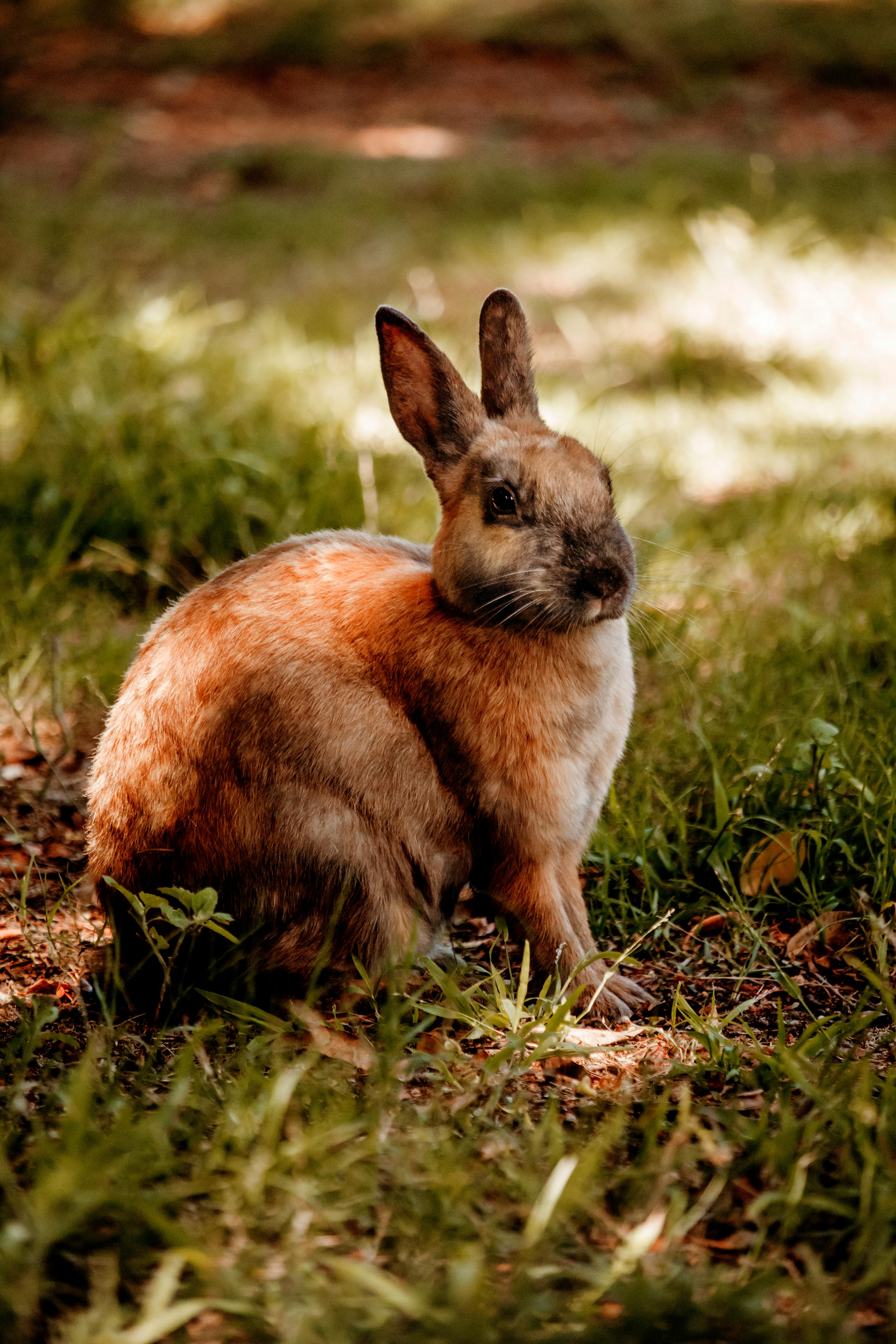 Adorable rabbit on grassy terrain · Free Stock Photo