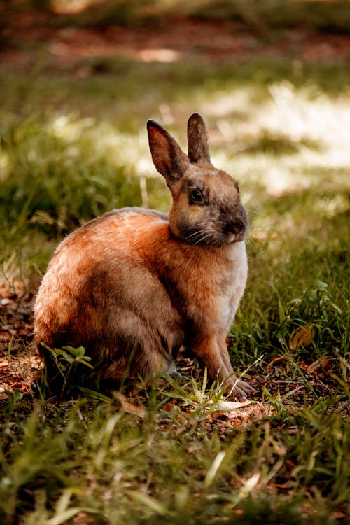 Domestic rabbit sitting on grass