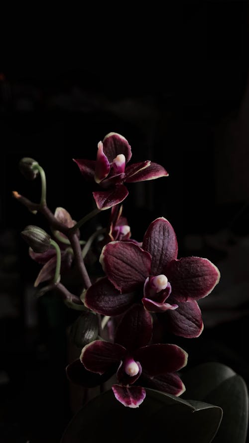 Close-Up Shot of Purple Orchids in Bloom