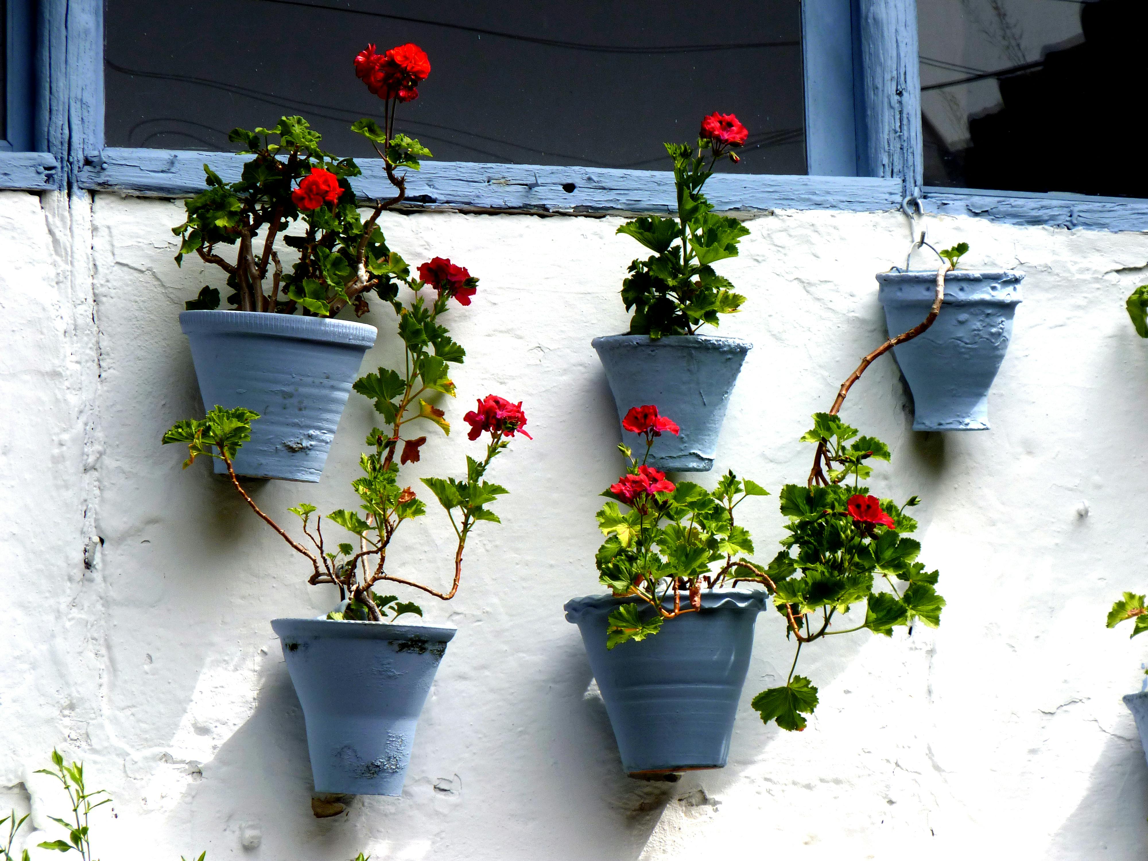 Red Petaled Flowers Near Blue Pot Hanging Near White Painted Wall