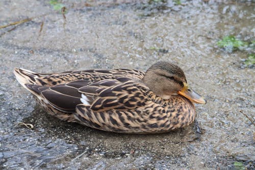 Kostenloses Stock Foto zu anatidae, anseriformes, ente