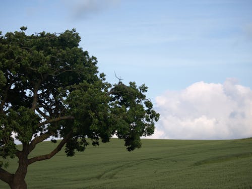 Foto profissional grátis de árvore, ecológico, nuvens
