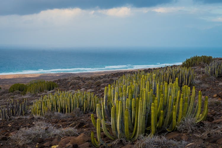 Groups Of Cacti Growing On Beach