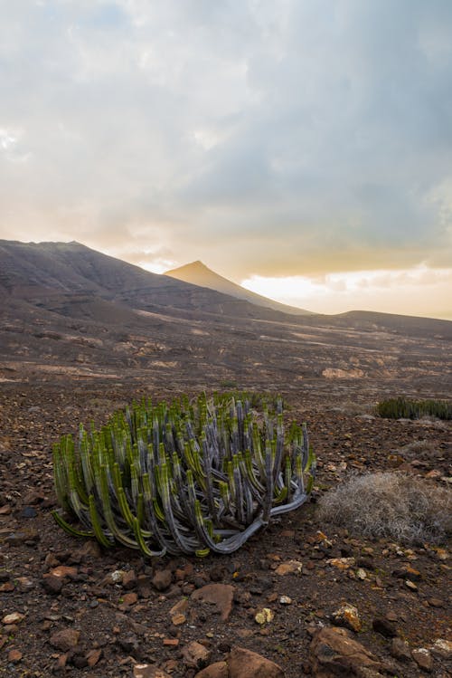 Imagine de stoc gratuită din acoperit de nori, cactus, deal