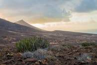 Green Cactus on Brown Soil Near Brown Mountain