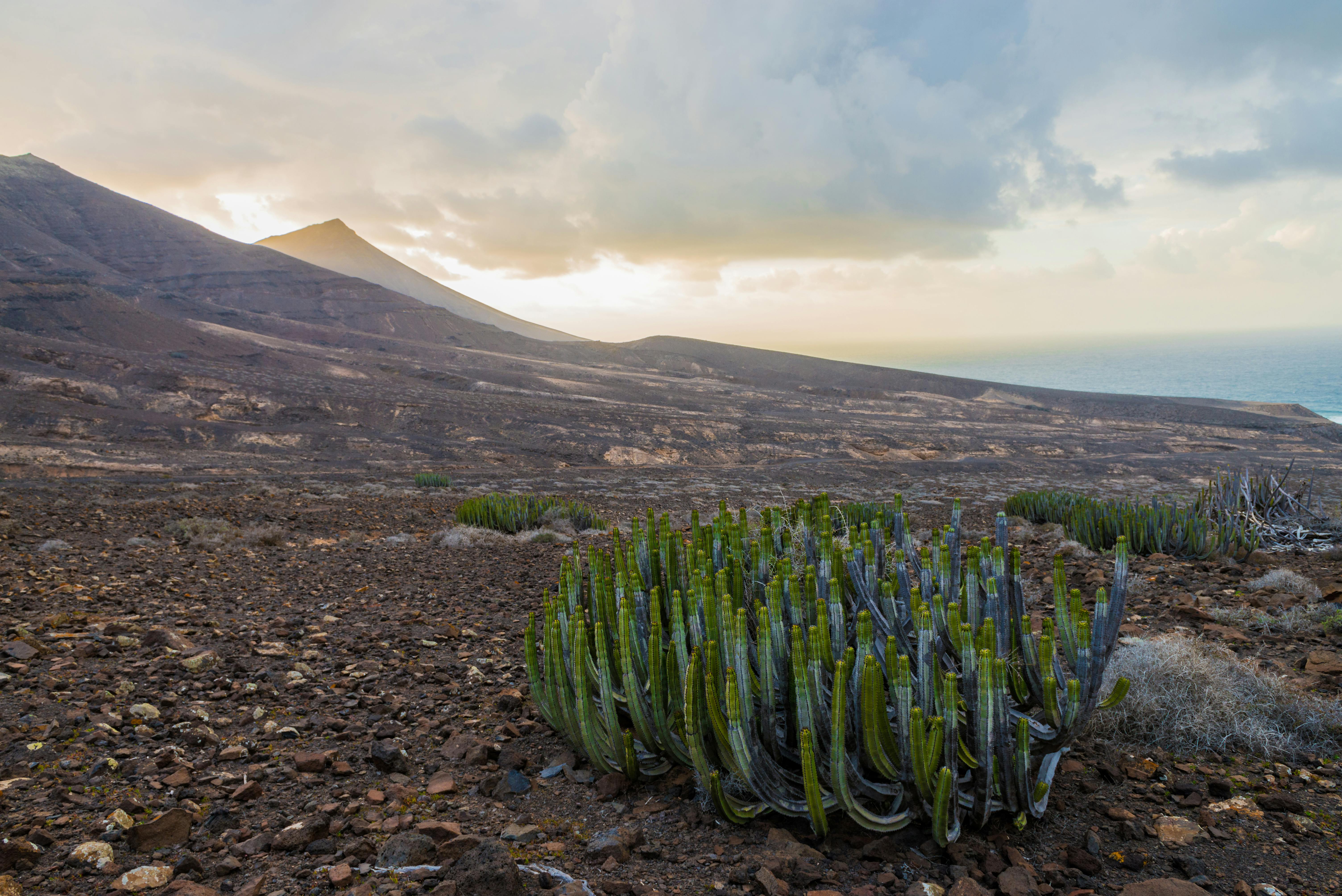 A dramatic desert landscape with cacti under a cloudy sunset sky.