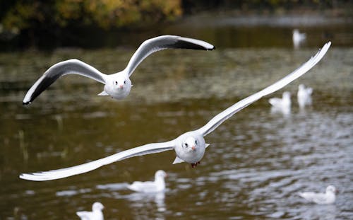 Close-up of Flying Seagulls With Their Wings Spread 