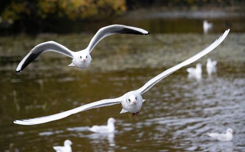 Free Captivating image of seagulls in flight over a calm lake, highlighting wildlife and nature's beauty. Stock Photo