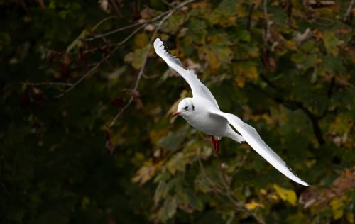 Free A seagull gracefully soars over lush autumn foliage, showcasing its elegant wingspan. Stock Photo