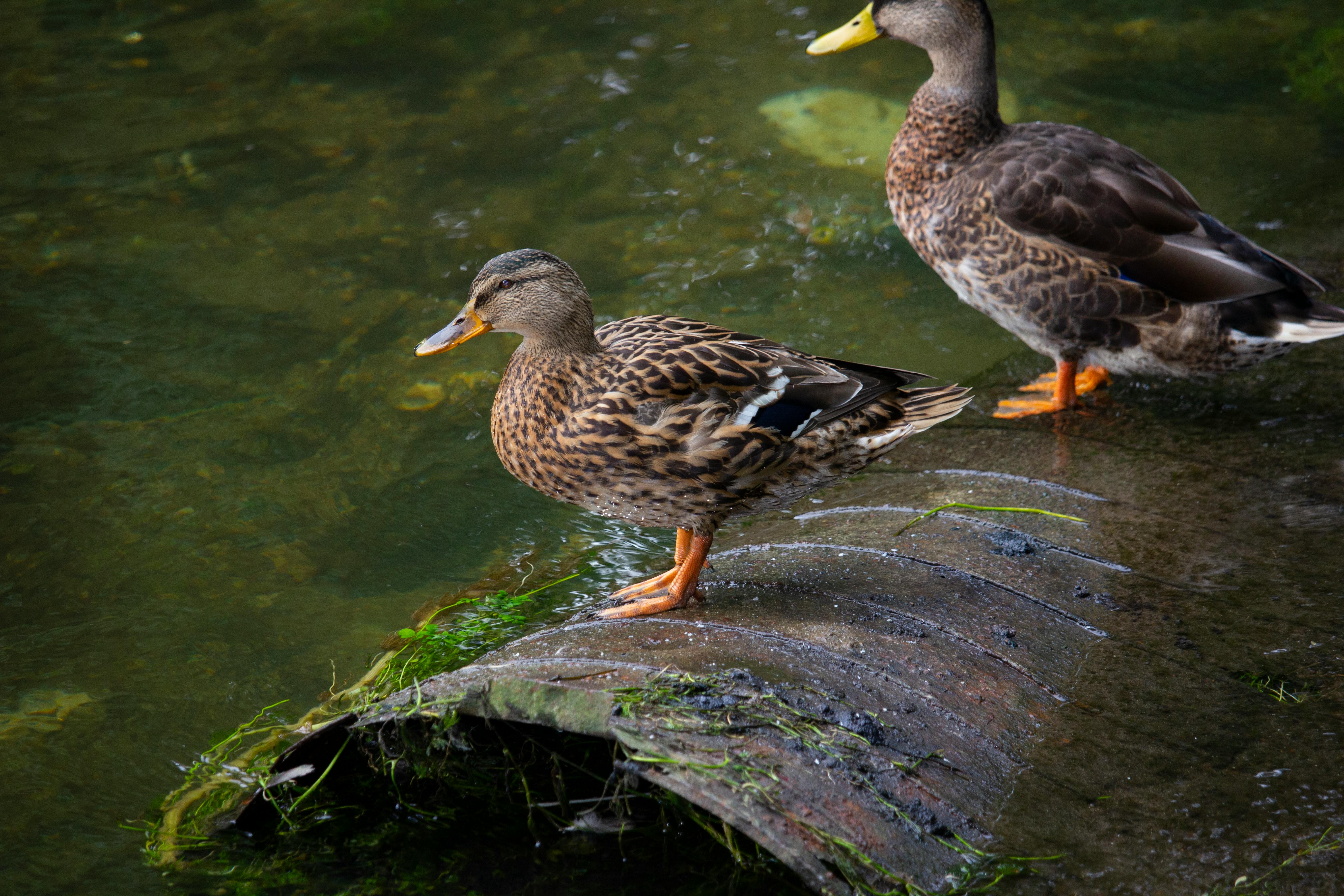 Wild Ducks in the River · Free Stock Photo, image size:1125x750
