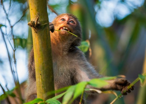 Free Close-Up Shot of a Macaque on a Bamboo Stock Photo
