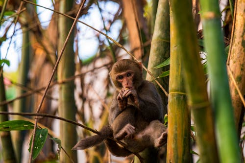 คลังภาพถ่ายฟรี ของ macaca, การถ่ายภาพสัตว์, ลิงกัง