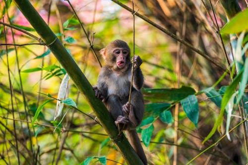 คลังภาพถ่ายฟรี ของ macaca, การถ่ายภาพสัตว์, ลิงกัง