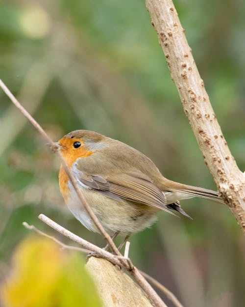 Close-Up Shot of a Robin Perched on a Twig