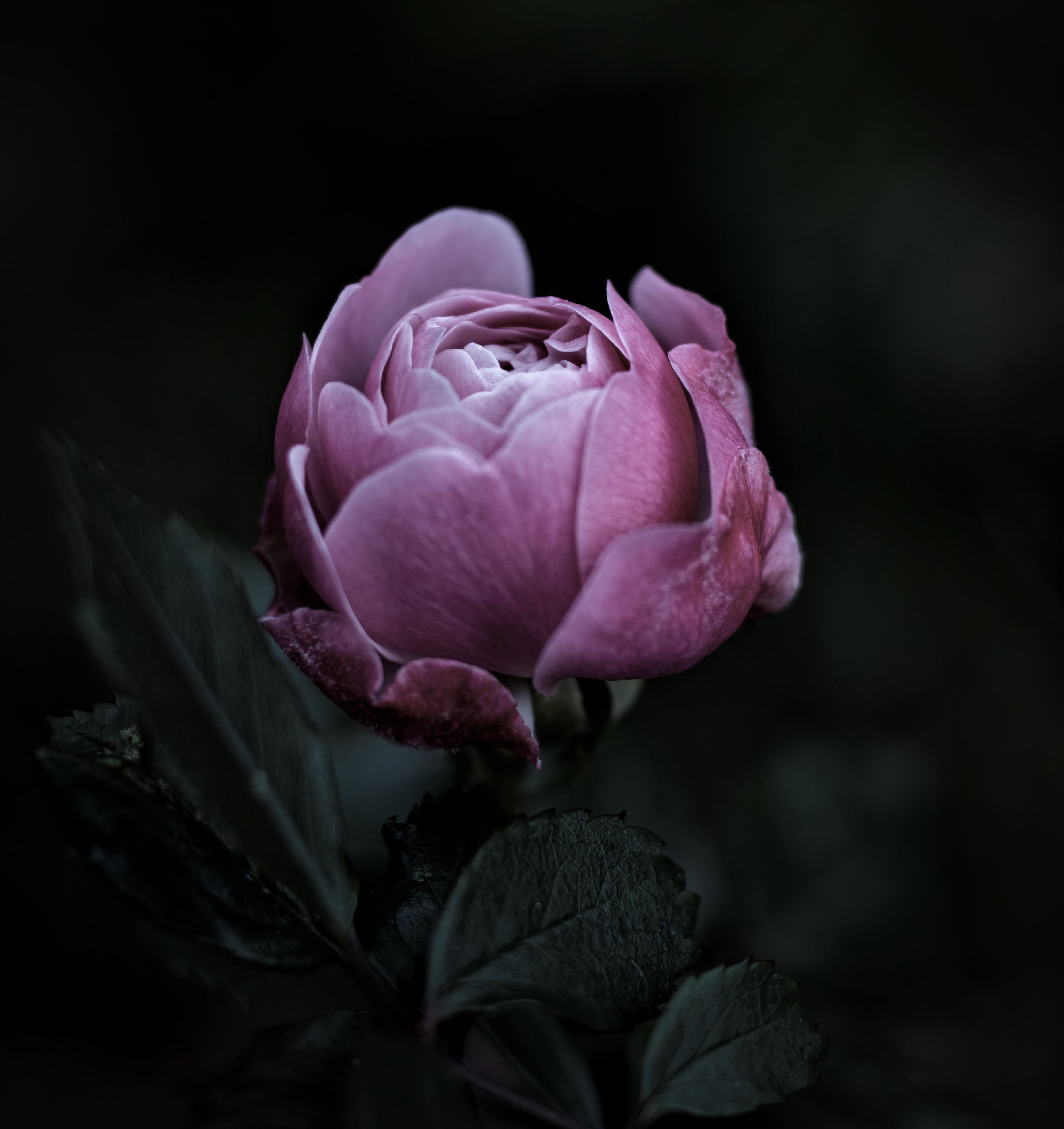 Close Up Shot of a Pink Rose · Free Stock Photo