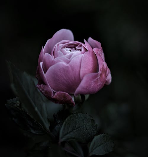 免費 微妙, 特寫, 粉紅色的玫瑰 的 免費圖庫相片 圖庫相片